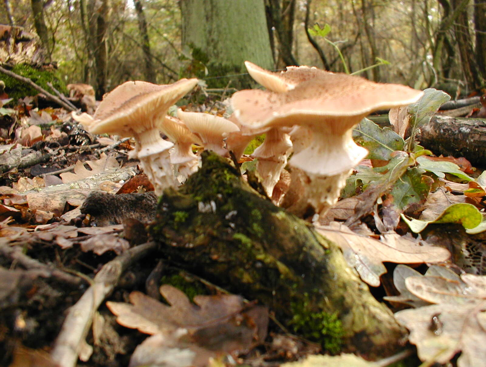 Image of Honey Fungus