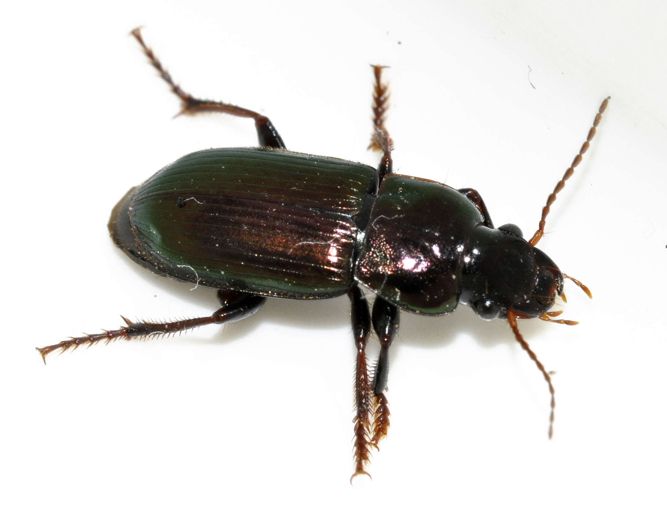 Image de Harpalus (Harpalus) distinguendus (Duftschmid 1812)