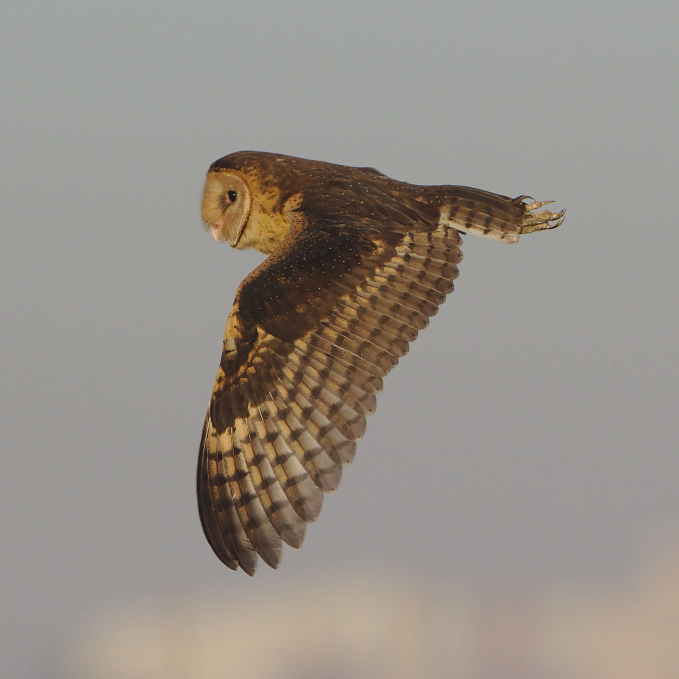 Image of African Grass Owl