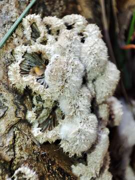 Image of Schizophyllum