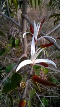 Image of Xylopia aromatica (Lam.) Mart.