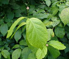 Image de Calycanthus chinensis Cheng & S. Y. Chang