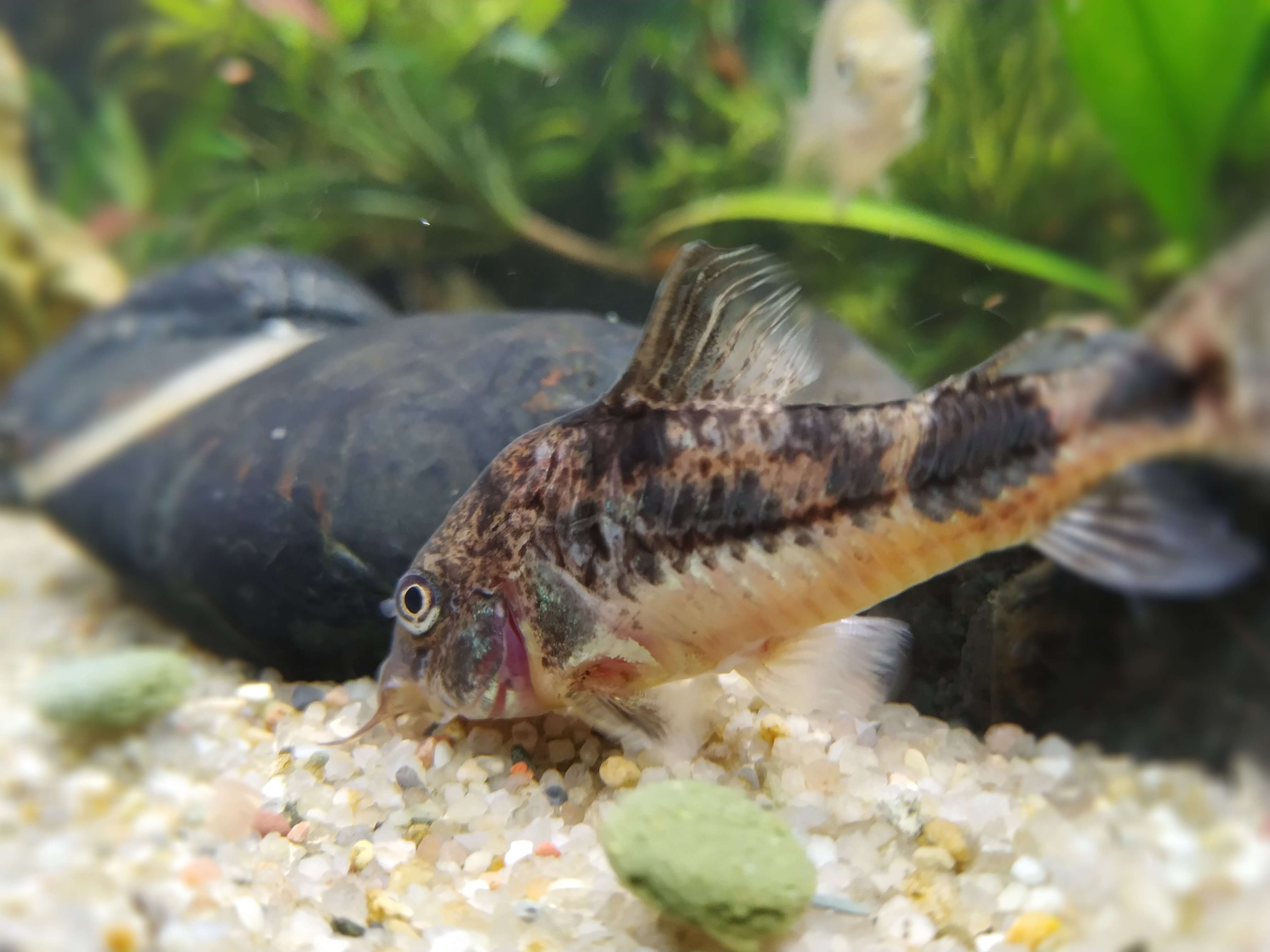 Image of peppered corydoras