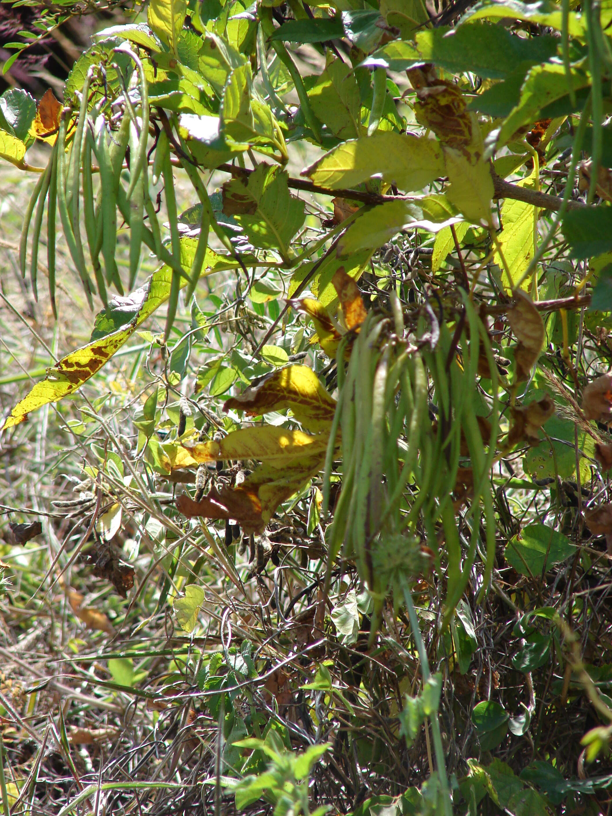 Image of Yellow bells