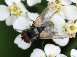 Image of Strongygaster triangulifera