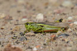 Image of Large marsh grasshopper