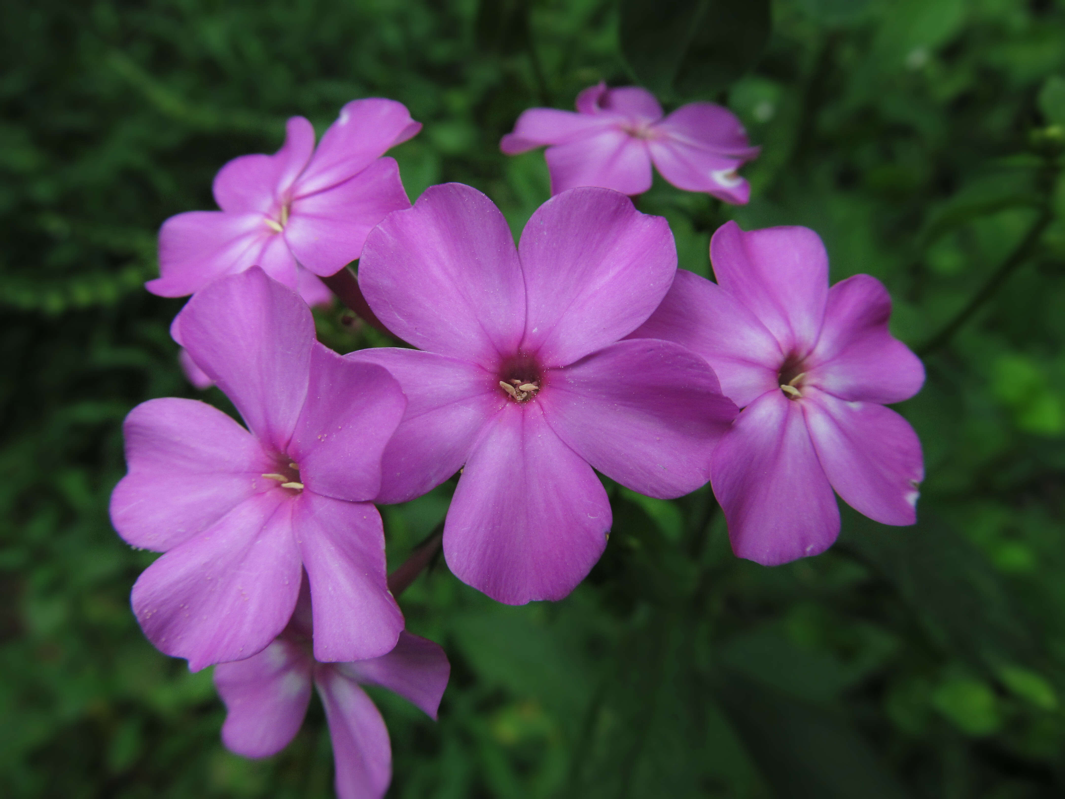 Image of fall phlox