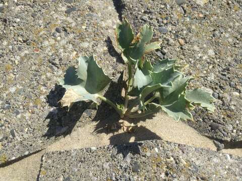 Image of sea-holly