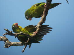 Image of Orange-chinned Parakeet