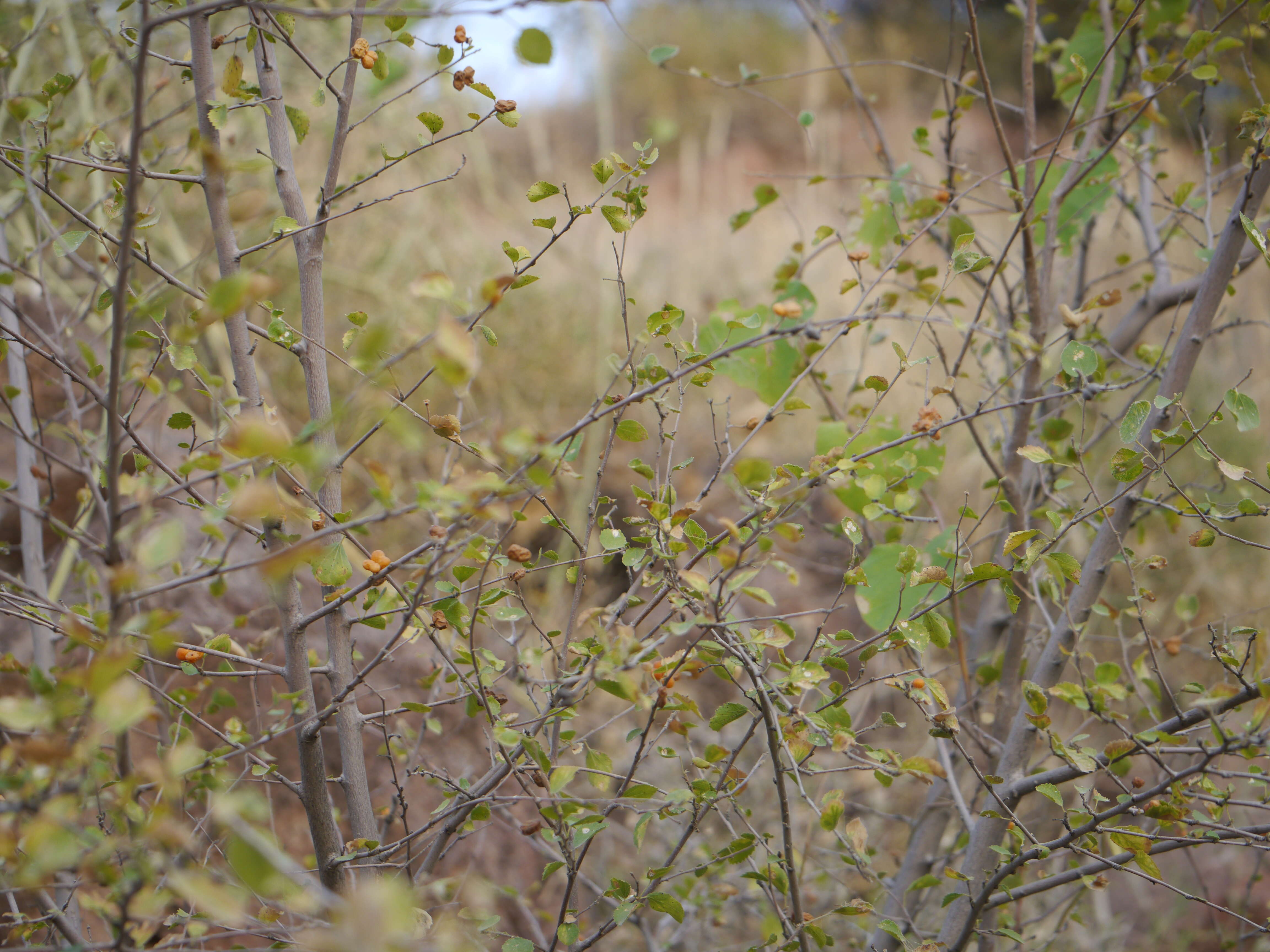 Image of Small-leaved white raisin