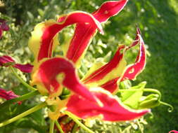 Image of flame lily