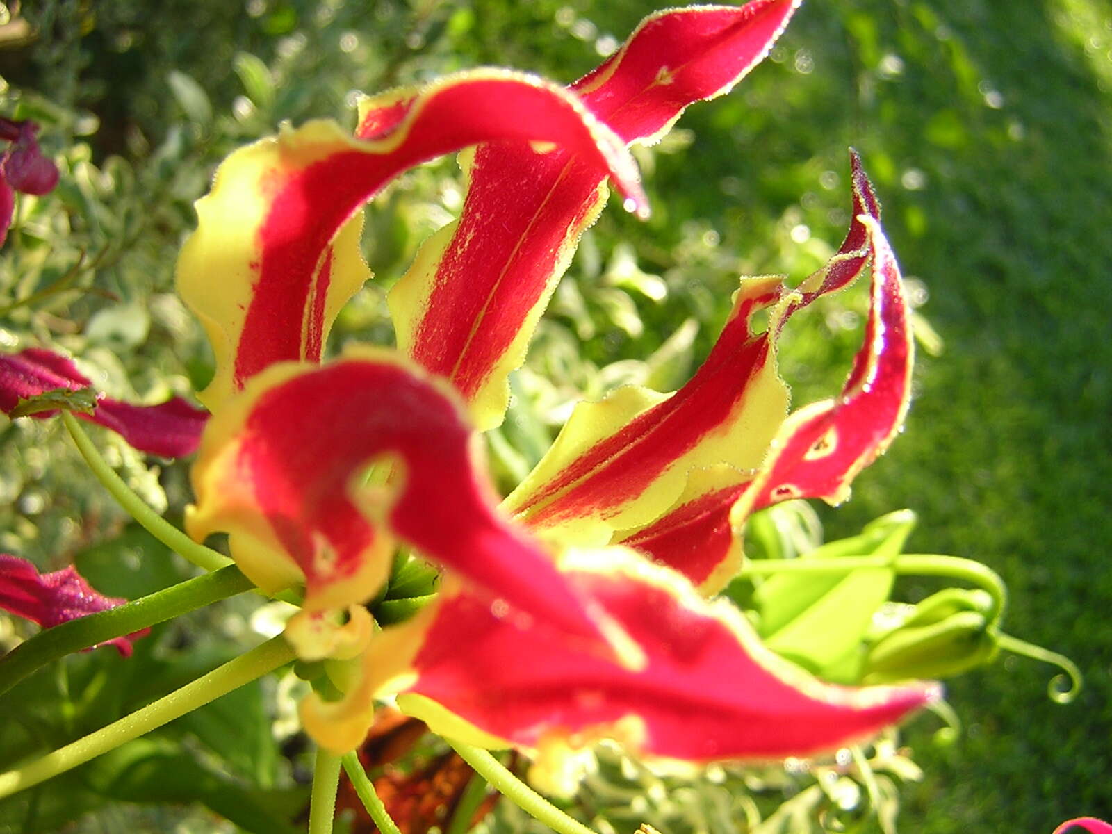 Image of flame lily