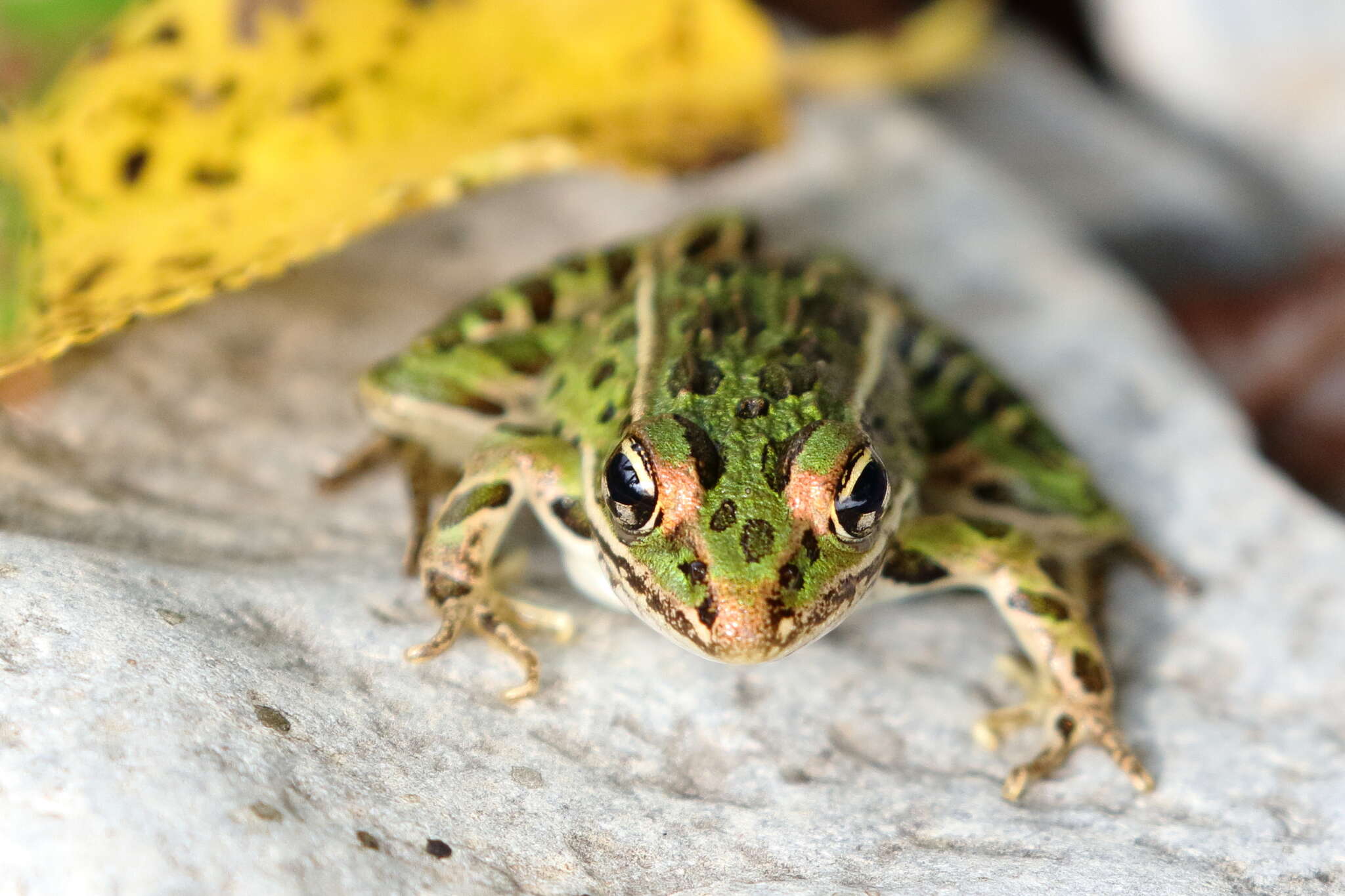 Image of Northern Leopard Frog