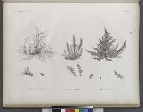 Image of Fucus Linnaeus 1753