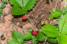 Image of woodland strawberry