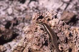 Image of Tree skink