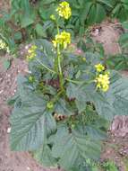 Image of charlock mustard