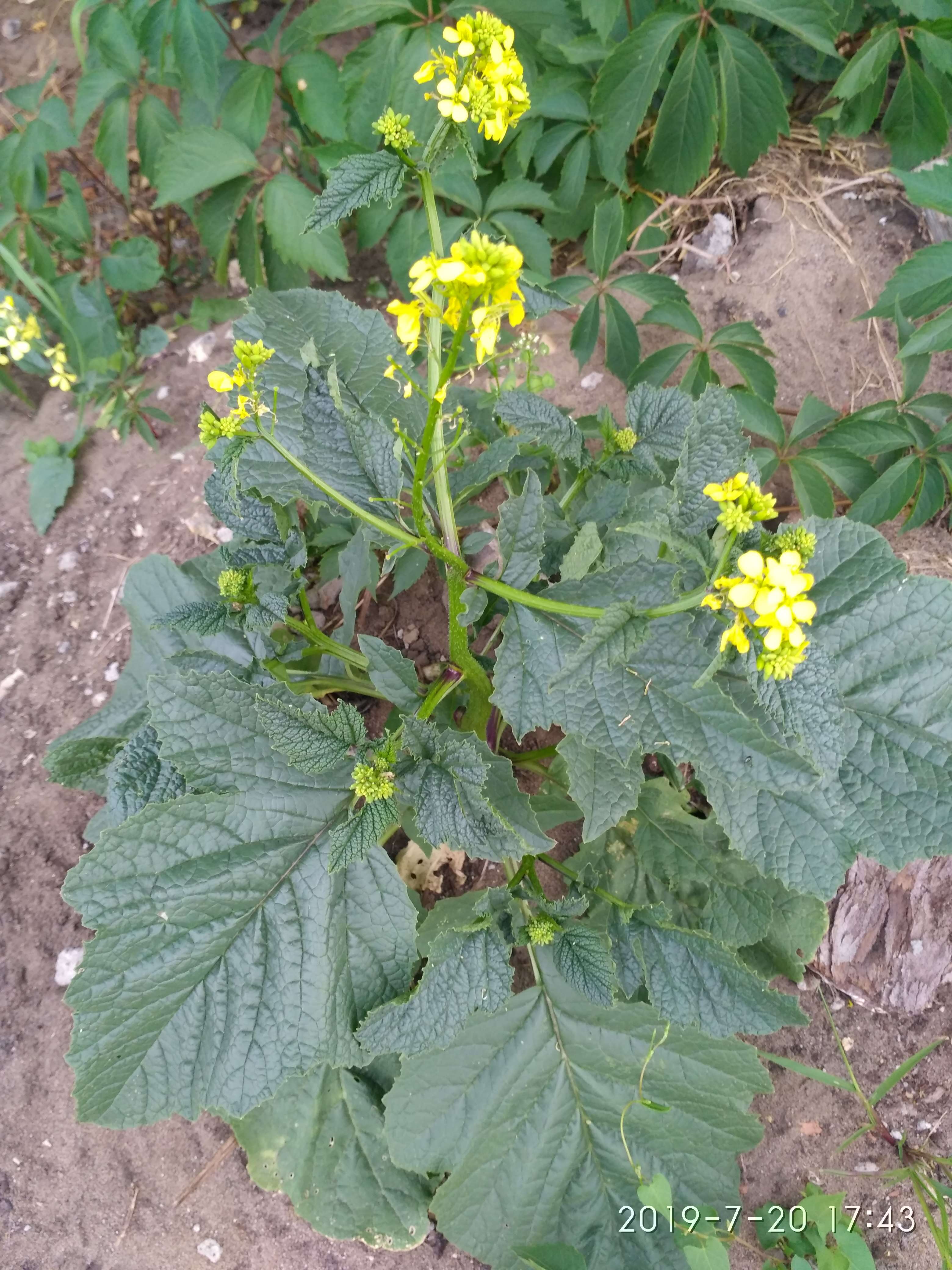 Image of charlock mustard