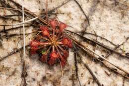 Image of pink sundew