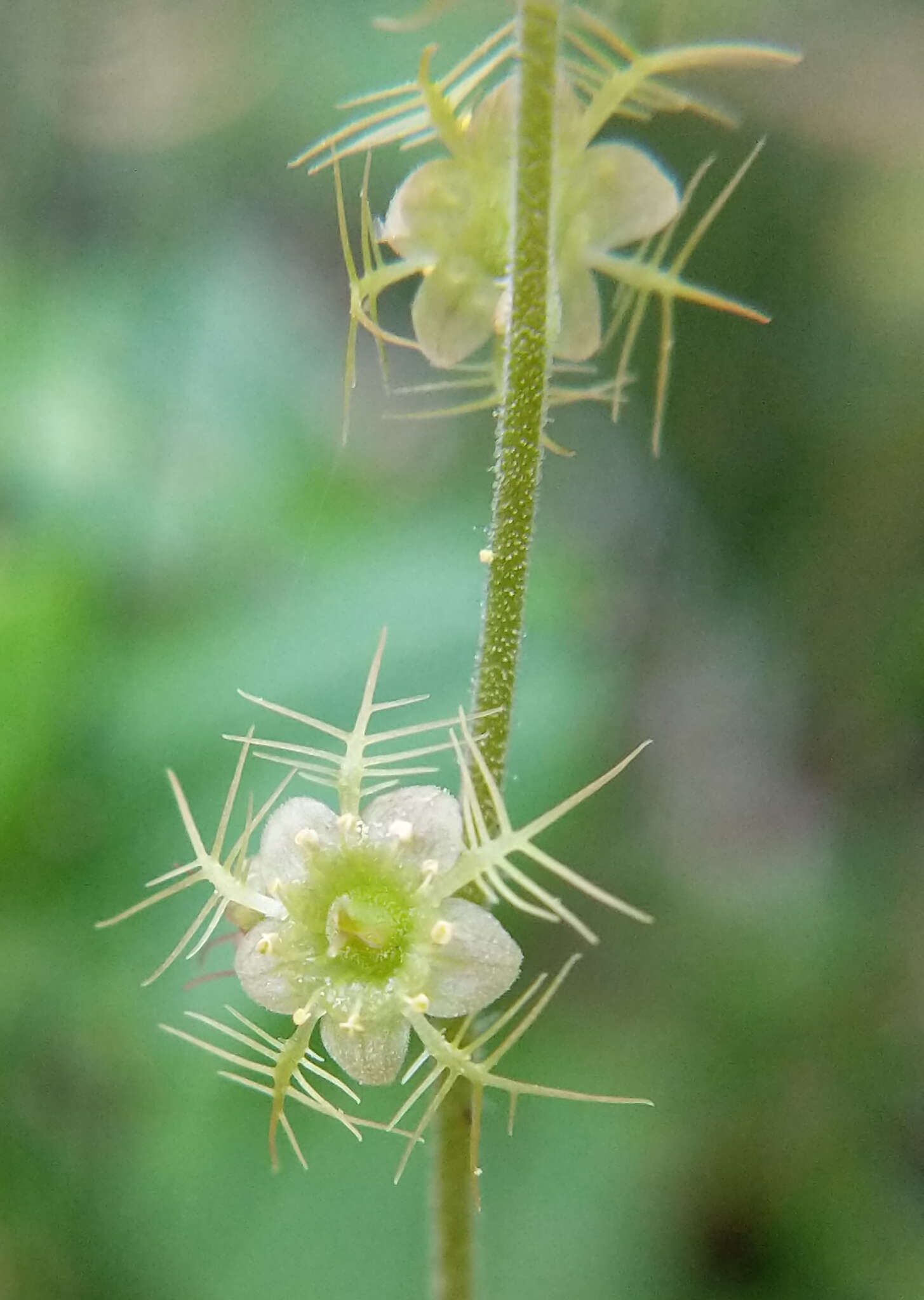 Image of naked miterwort