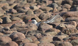 Image of Arctic Tern