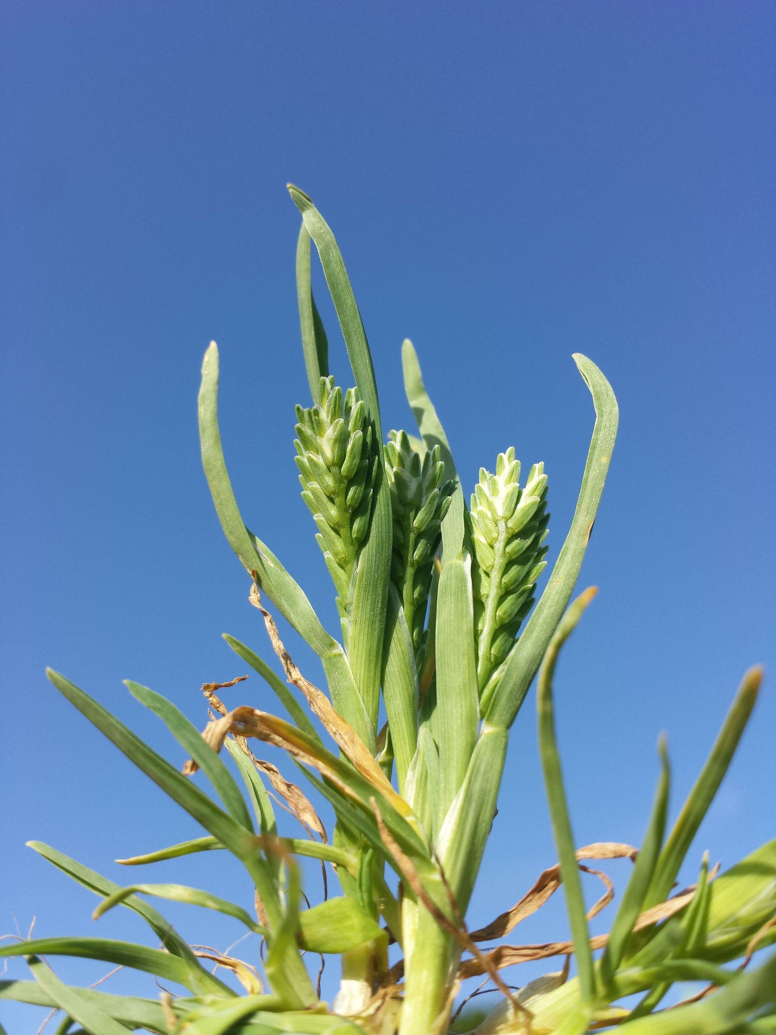 Imagem de Sclerochloa