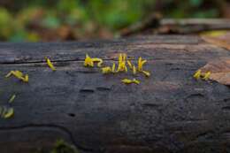 Image of Calocera cornea (Batsch) Fr. 1827