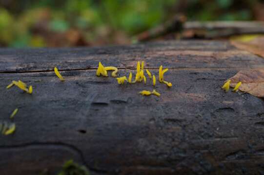 Imagem de Calocera cornea (Batsch) Fr. 1827