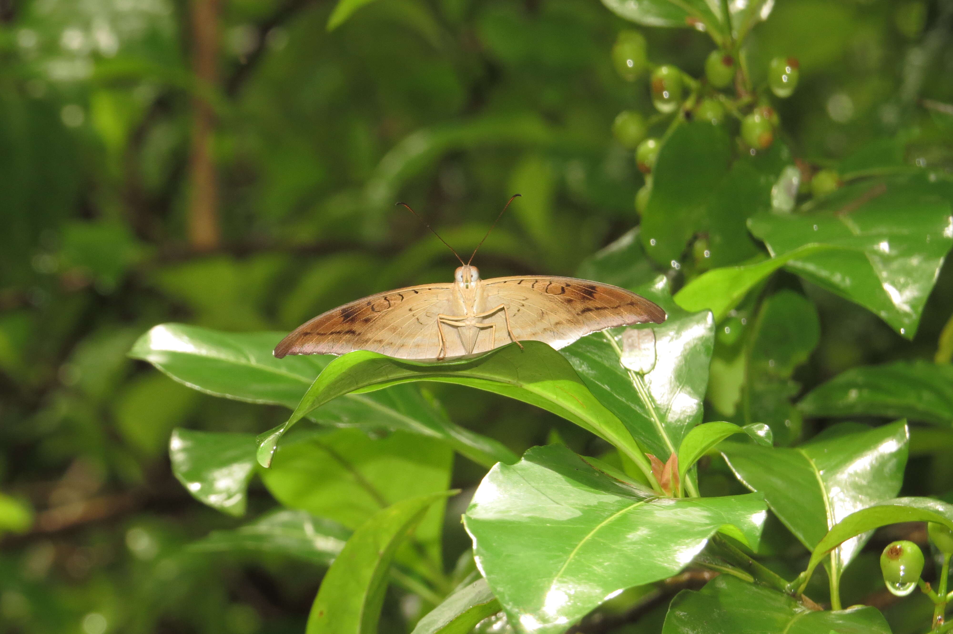 Image of Tanaecia lepidea Butler 1868