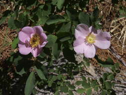 صورة Rosa woodsii Lindl.