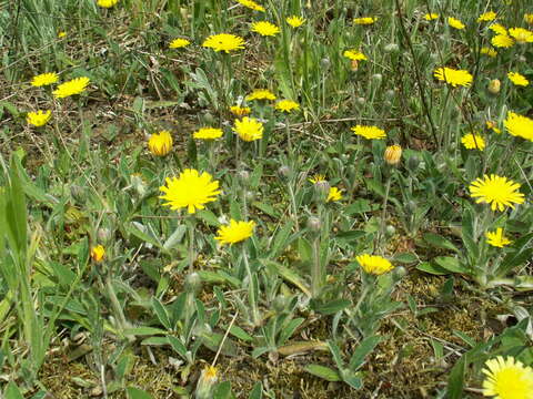 Image of Mouse-ear-hawkweed