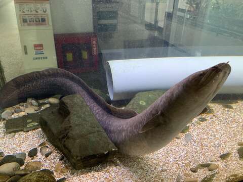 Image of Giant Long-finned Eel