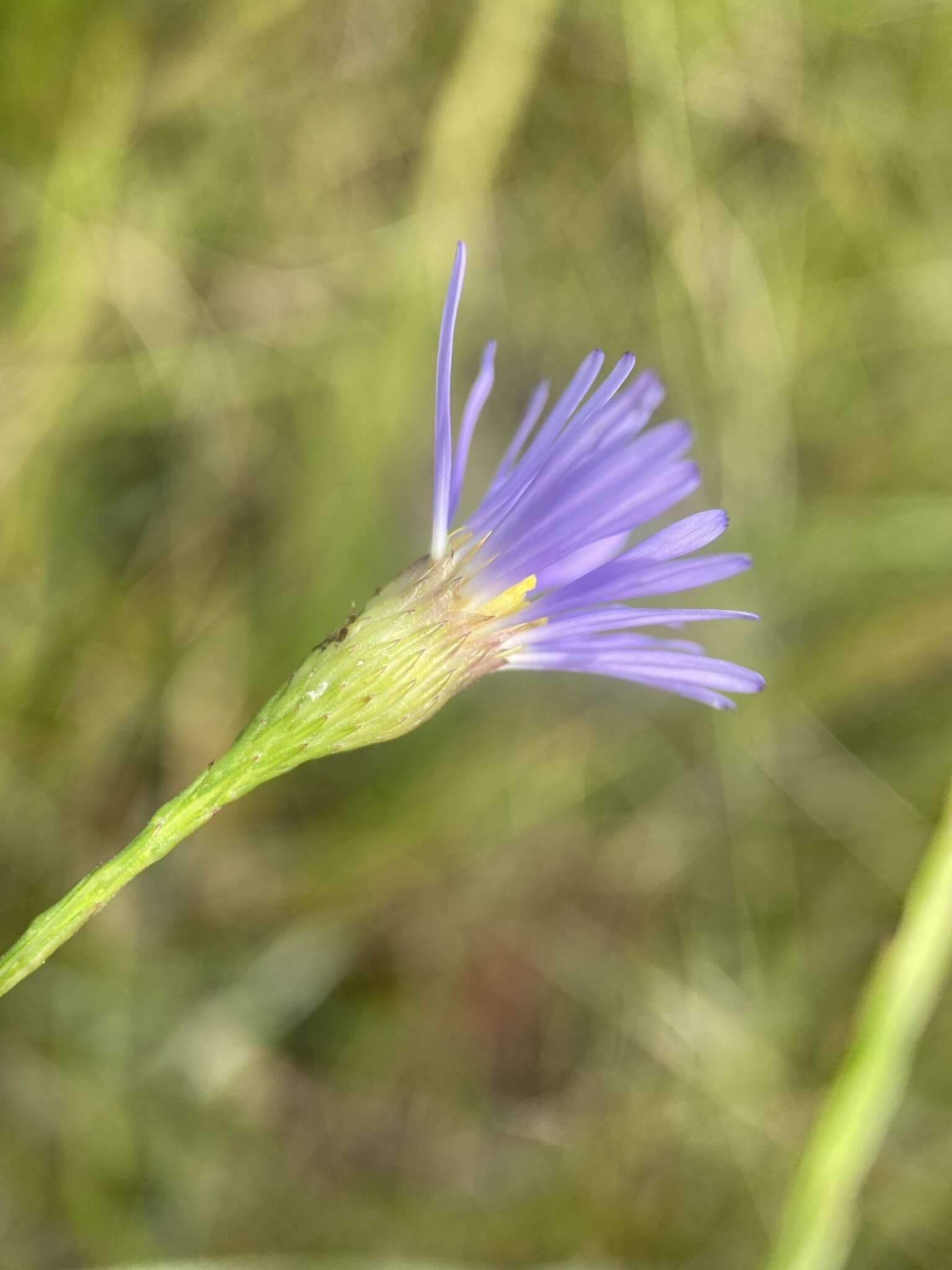 Image of Savannah American-Aster