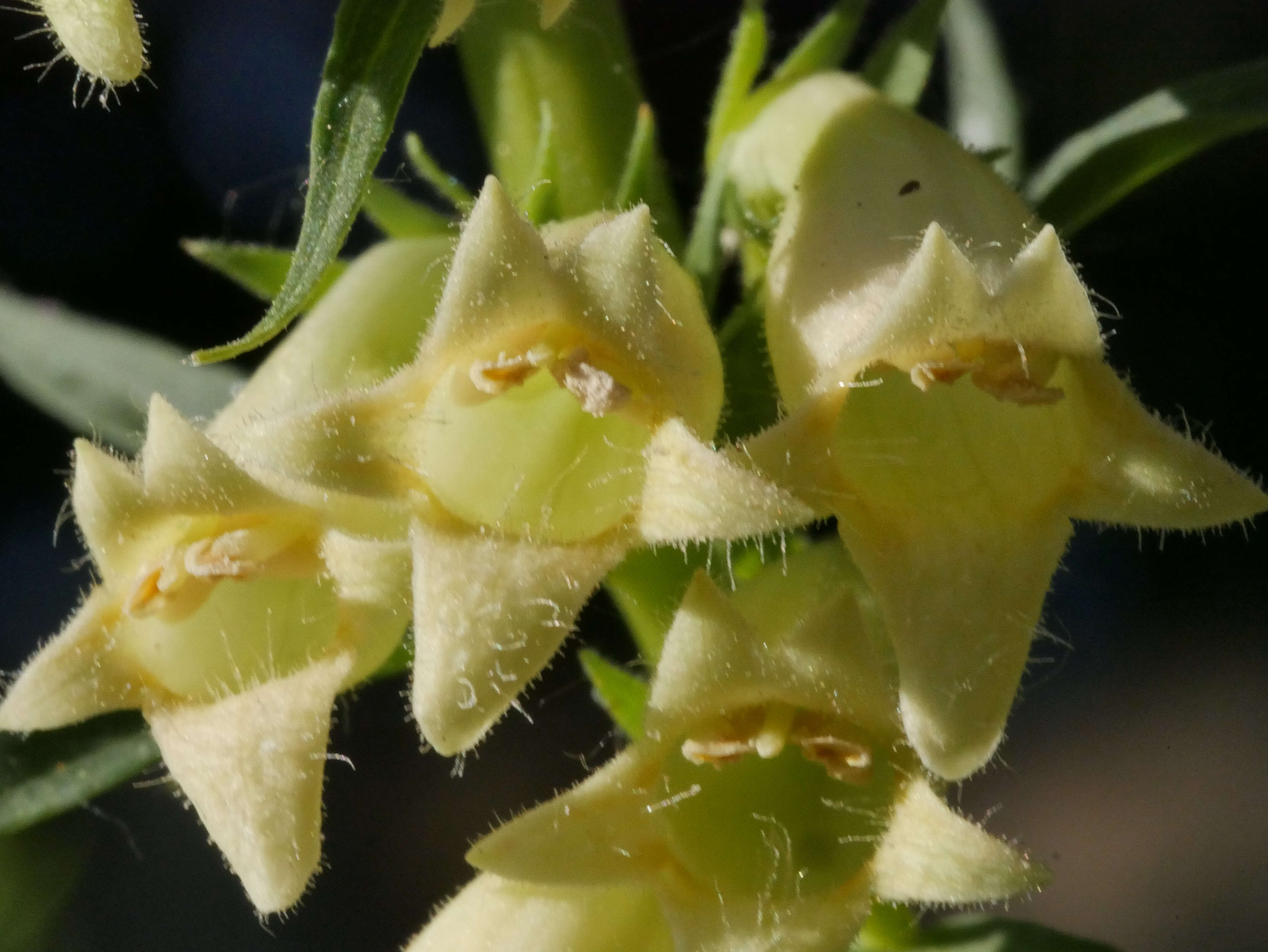 Imagem de Digitalis lutea L.