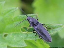 Image of Hemicrepidius niger