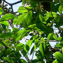 صورة Annona sylvatica A. St.-Hil.