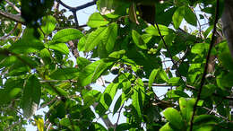 Image of Annona sylvatica A. St.-Hil.