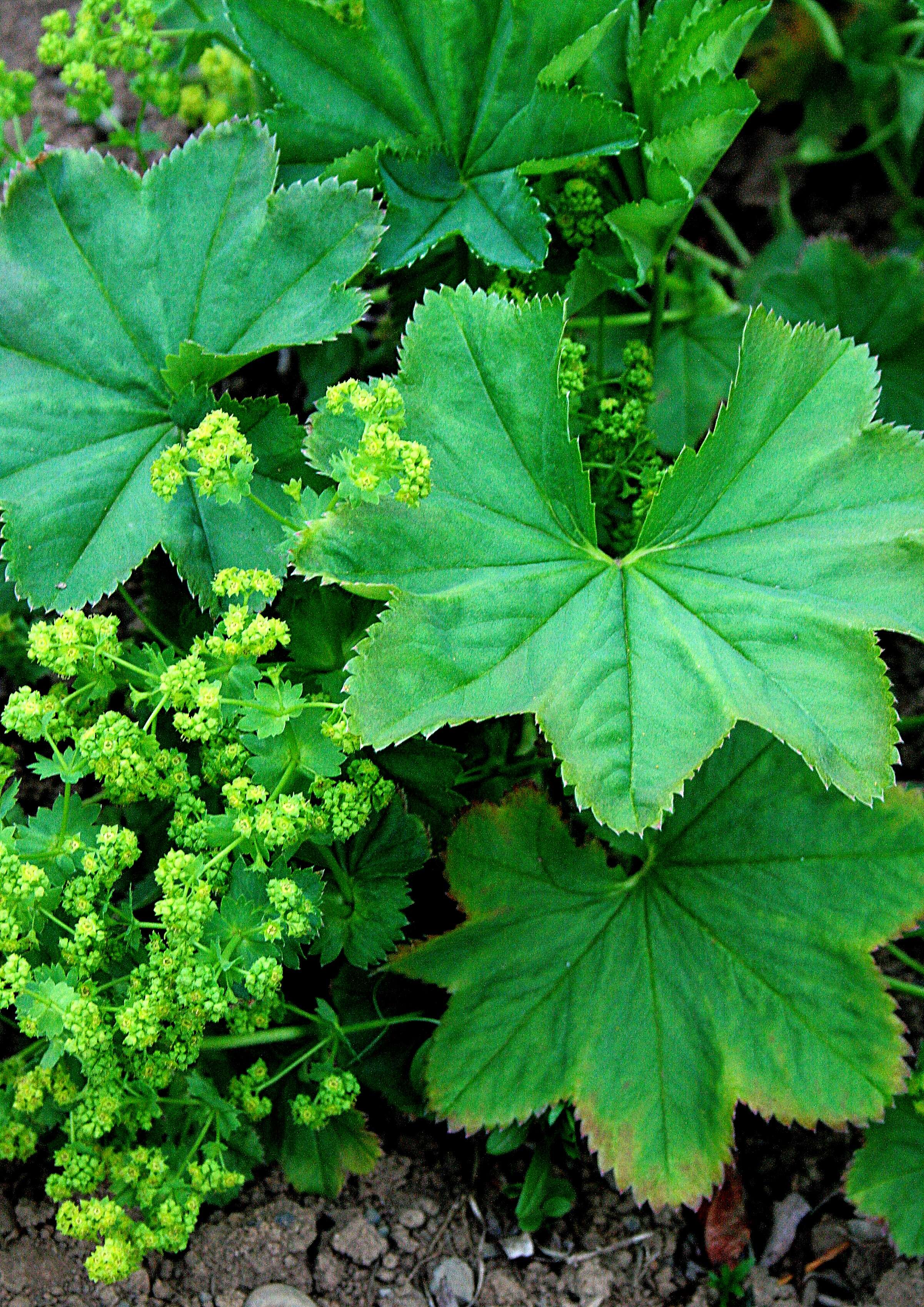 Image of smooth lady's mantle