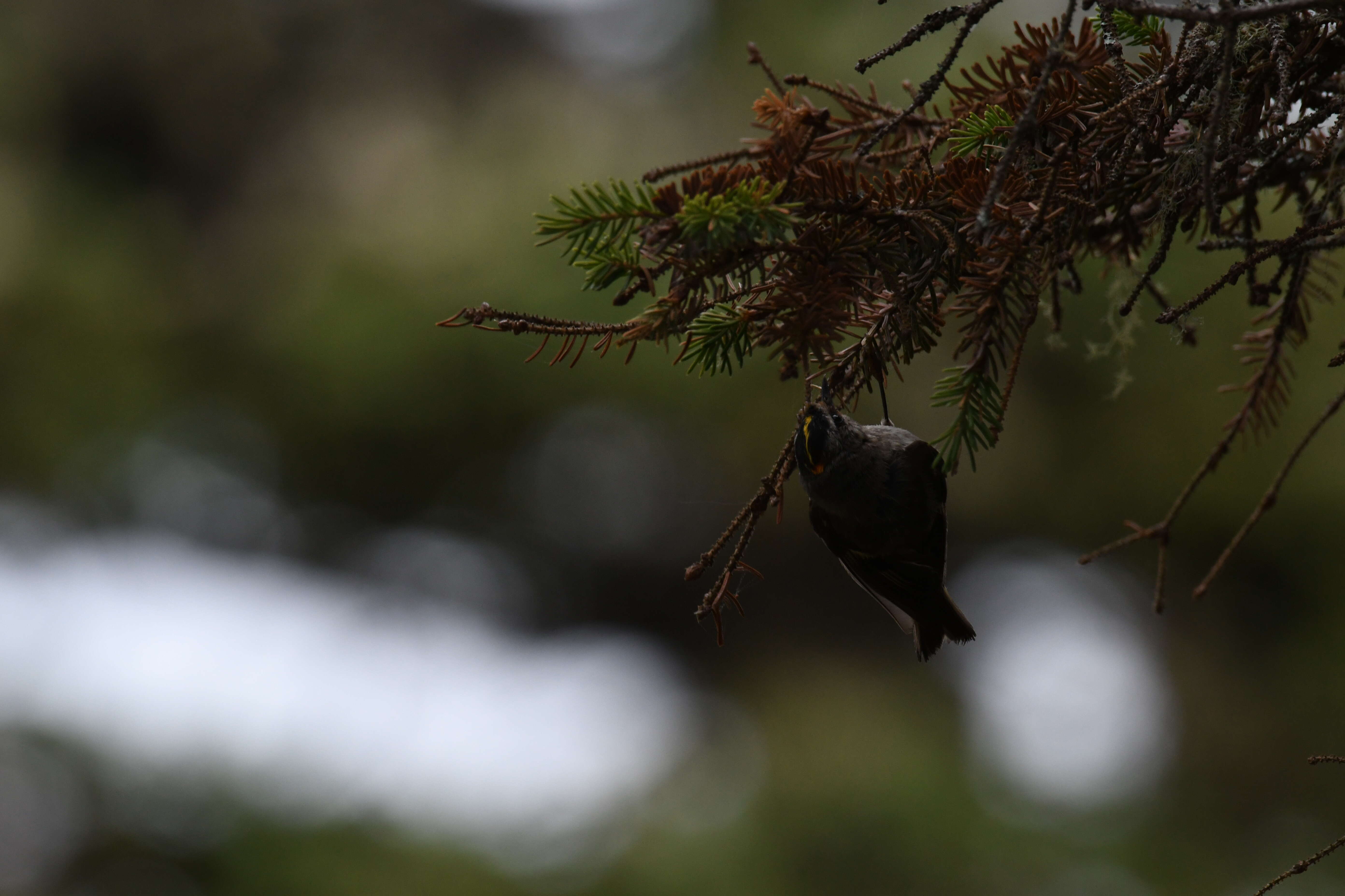 Image of Golden-crowned Kinglet