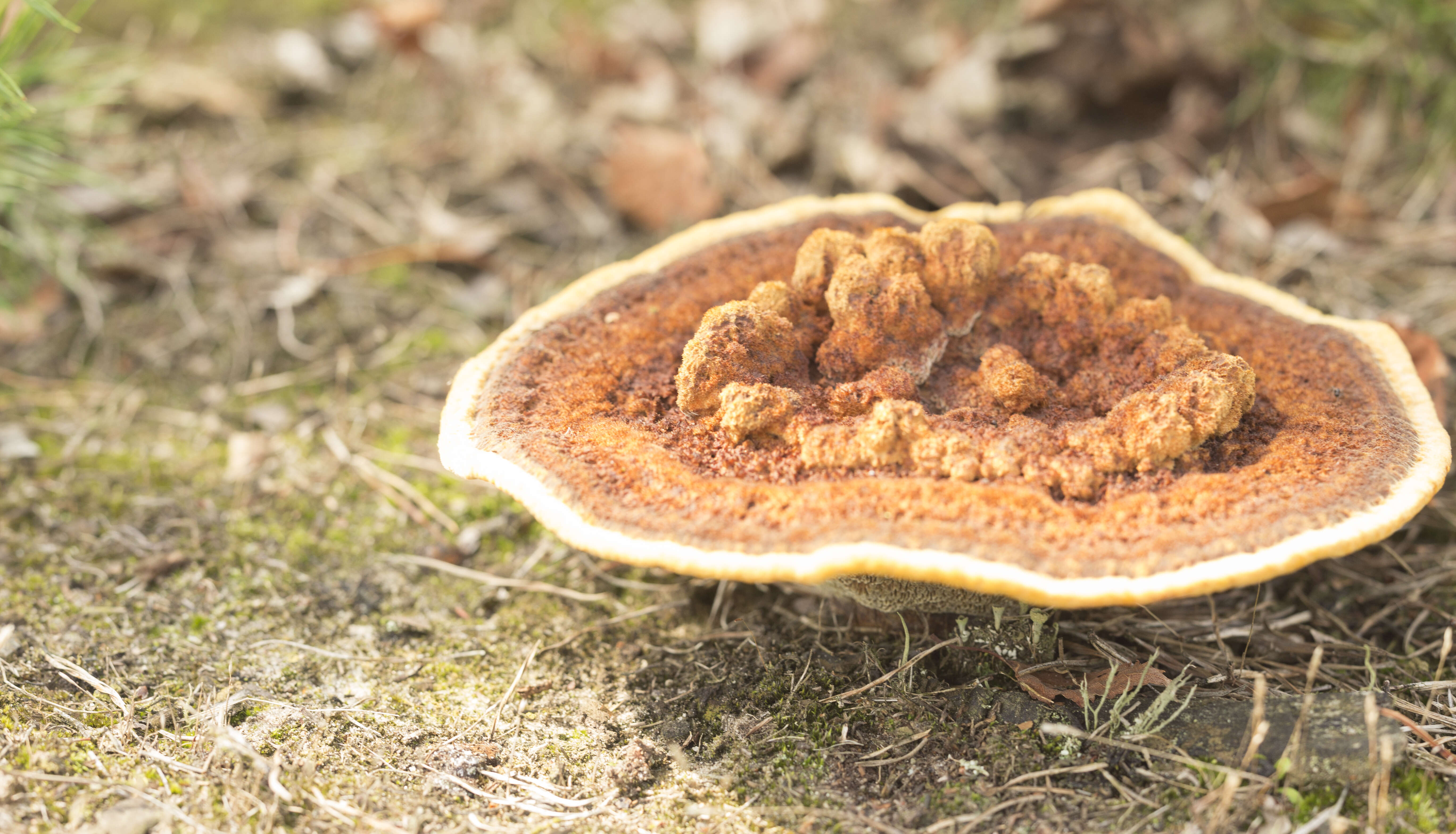 Image of dyer's polypore