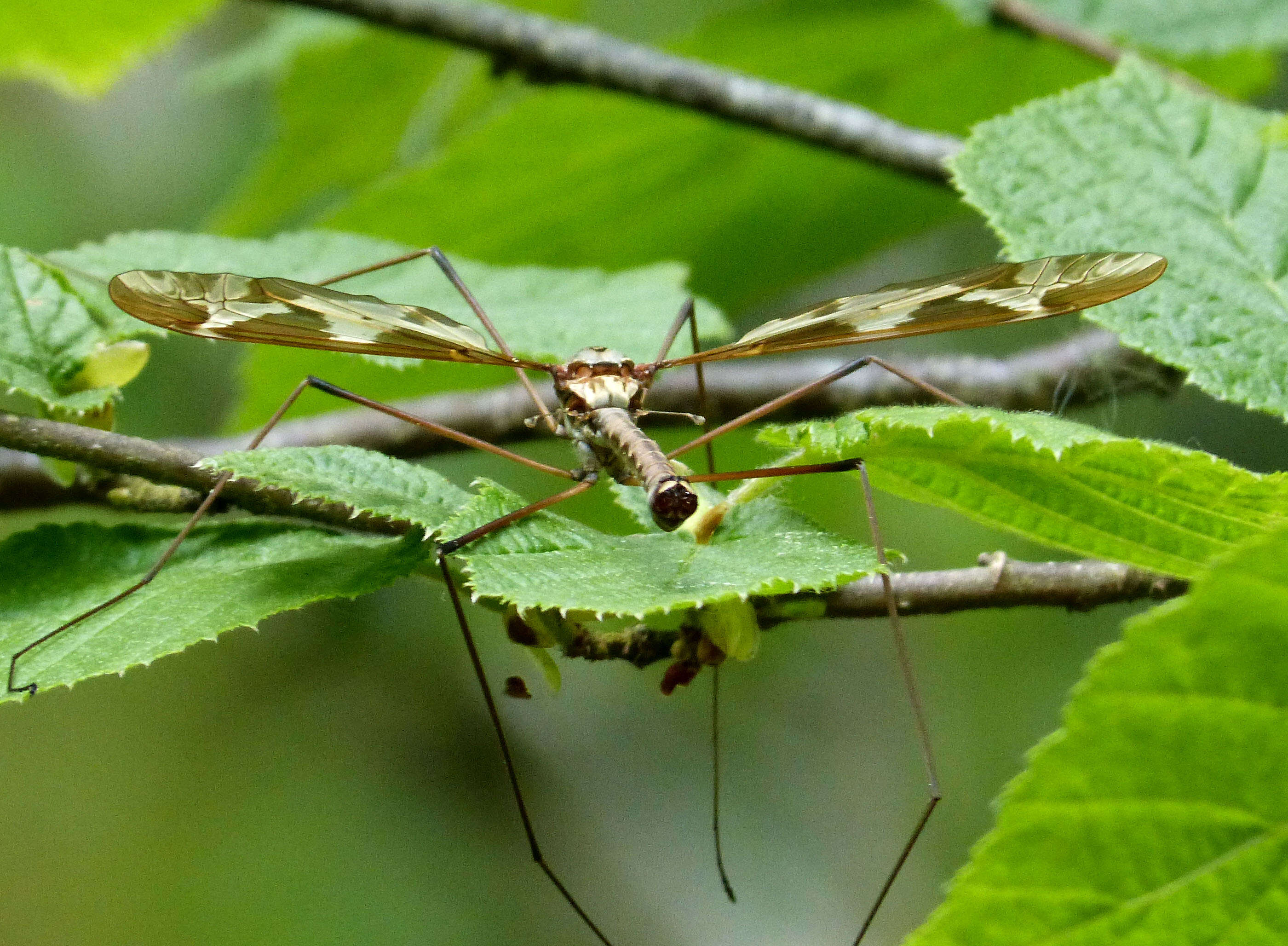 Image of Tipula (Acutipula) maxima Poda 1761