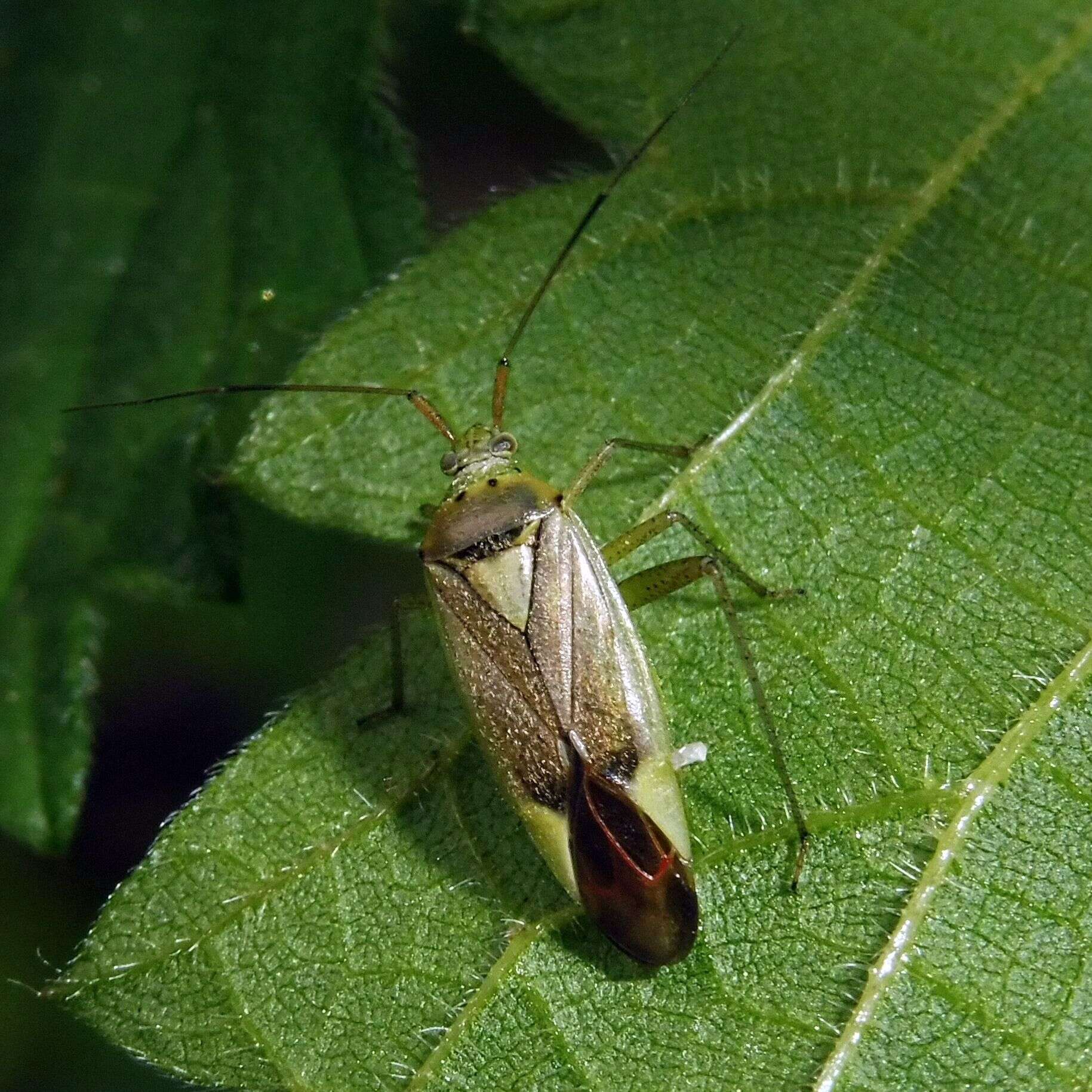 Image of Closterotomus trivialis (A. Costa 1853)