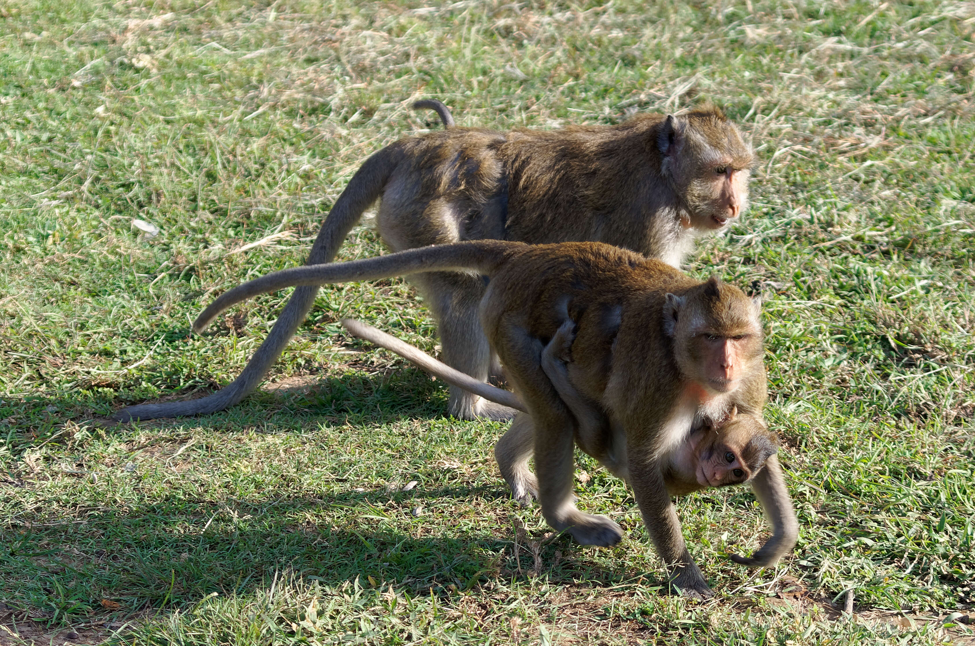 Image of Long-tailed Macaque