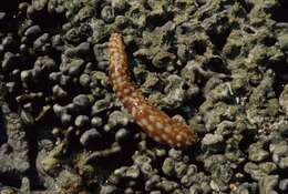 Image of Sand sifting sea cucumber