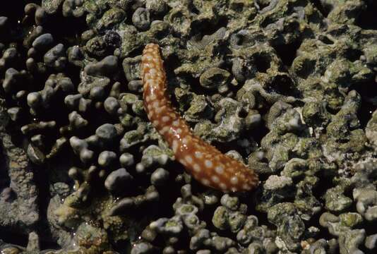 Image of Tiger-Tail Sea Cucumber