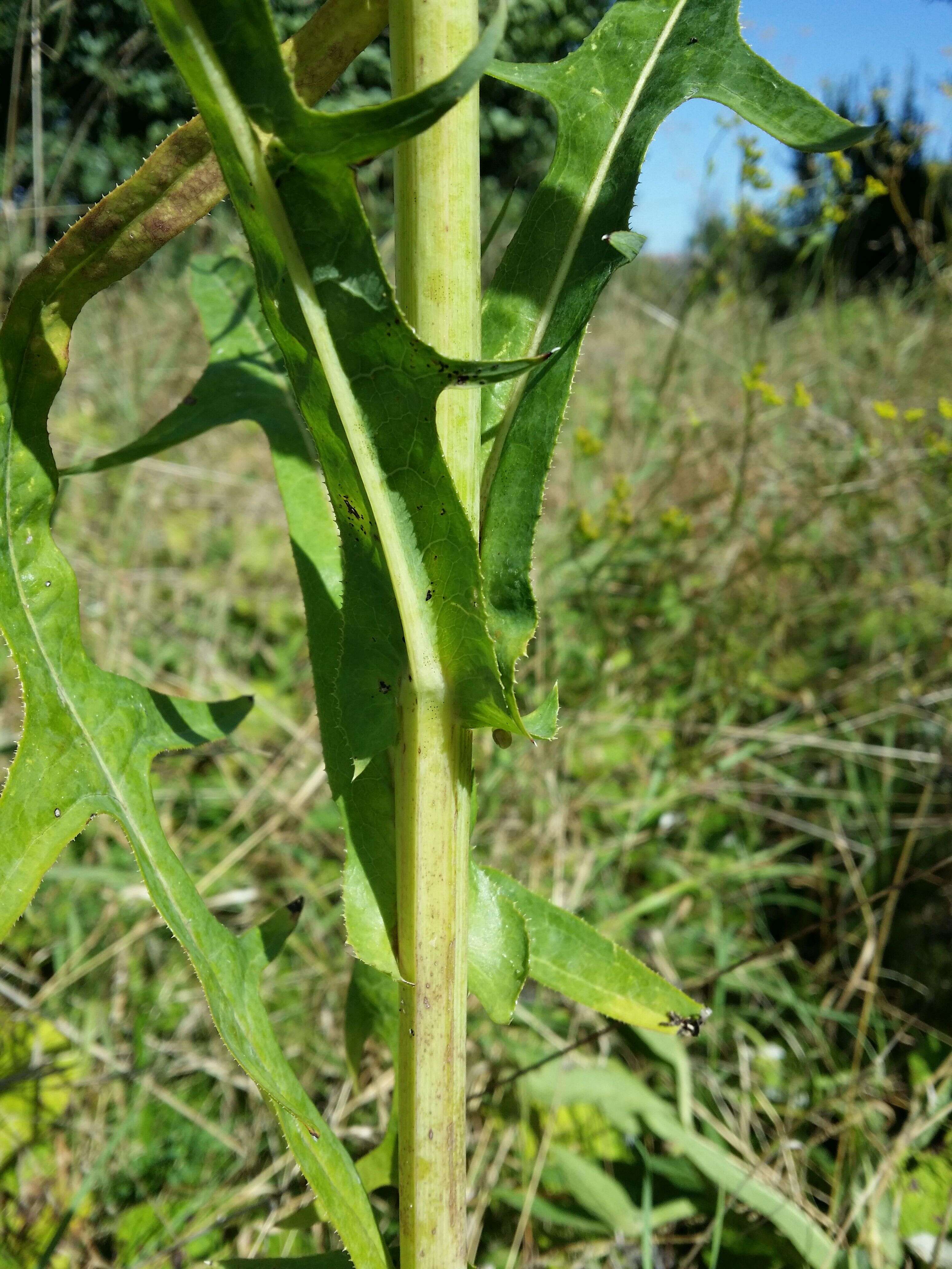 Image of marsh sow-thistle