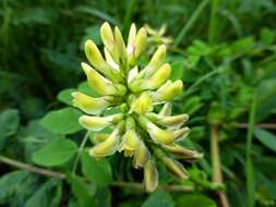 Image of licorice milkvetch