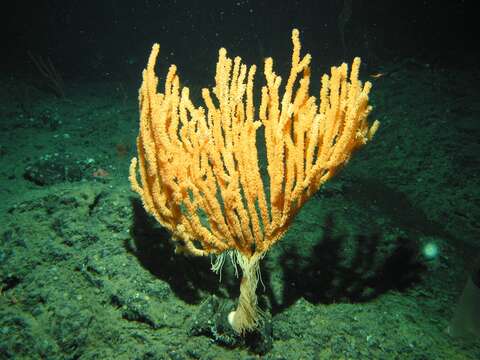 Image of bamboo corals