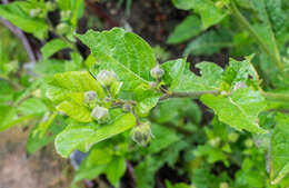 Plancia ëd Atropa belladonna L.