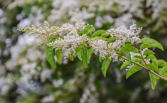 Image of Chinese privet